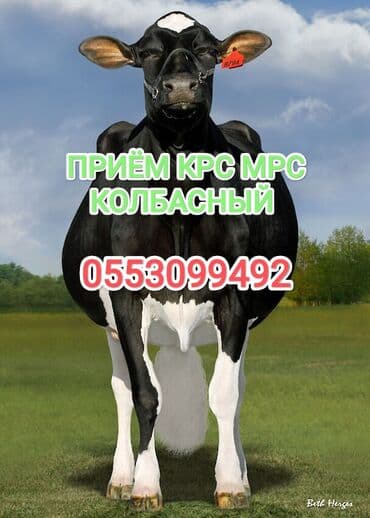 А/ч жаныбарларын сатып алам: Сатып алам | Уйлар, букалар, Жылкылар, аттар | Күнү-түнү, Бардык шартта, Союлган — 1