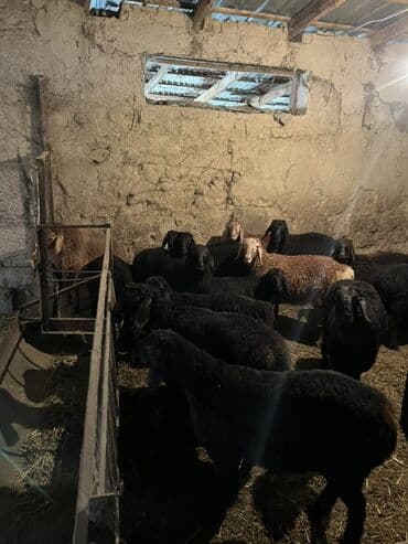 собака бульдок: Продаю | Овца (самка) — 4