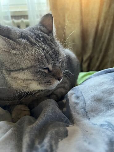 показы 1 354 72 договорная кошка даром британская короткошёрстная 1 год мальчик метис 2 позвонить написать: Скотиш Фолд (Шотландская вислоухая), 1 год, Мальчик, Серый, С прививками — 2