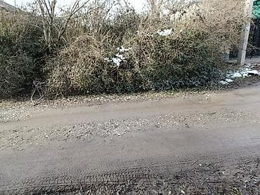 бу дрова: Отдам деревья кусты даром на дрова — 3