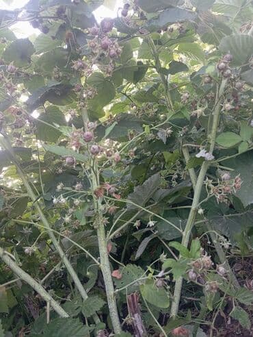 продаю в связи с переездом: Малина — 8