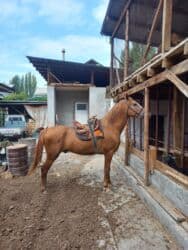 сельскохозяйственные животные продажа: Продаю | Жеребец | Дончак | Для разведения — 6