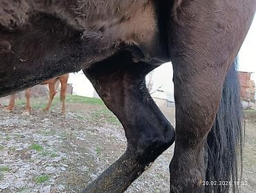 уй сотилади ош: Продаю | Кобыла (самка) | Дончак, Кара Жорго | Для разведения, Для молока, Конный спорт — 3