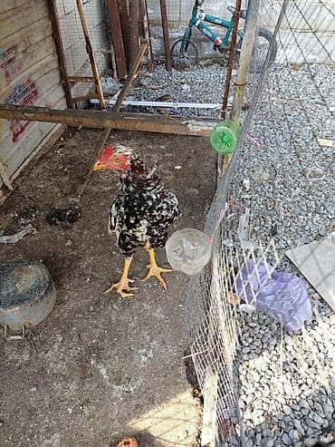 Баран, овца: Продаю | Петух | Бойцовая | Для разведения — 1