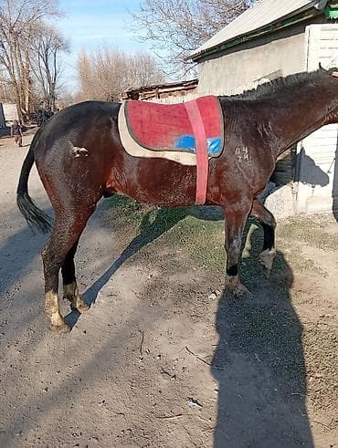 жылкы жаныбар: Сатам | Байтал | Жумушка | Мерин — 10