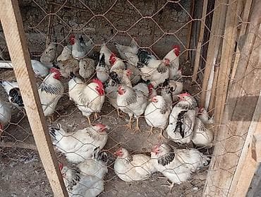 С/х животные и товары: Продаю | Куры | Несушки — 2
