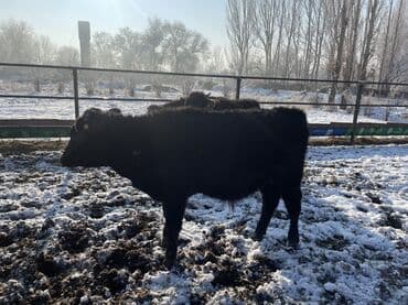 сазан живой: Продаю | Музоо, торпок | На откорм — 10