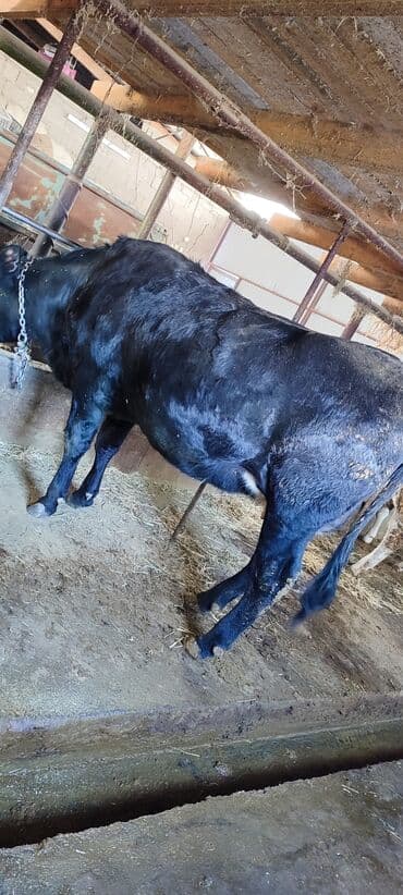 Продаю | Корова (самка), Тёлка | Голштин | Для разведения, Для молока