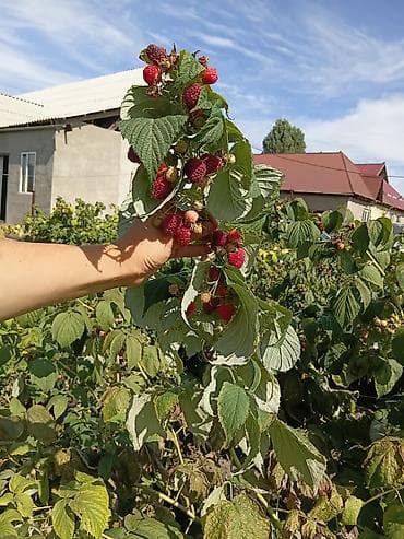 Ягоды: Малина — 1