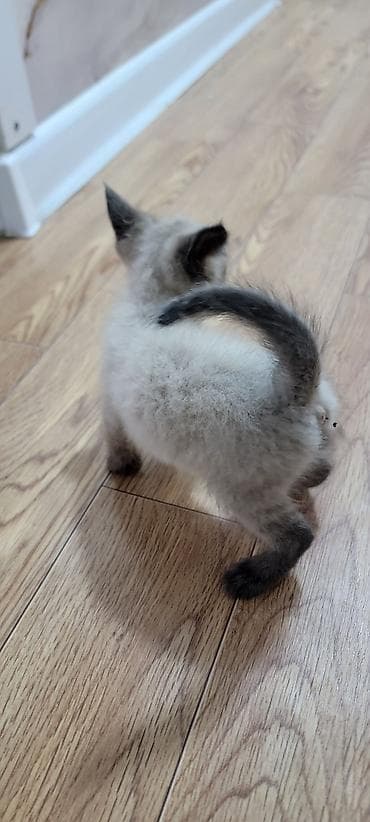 манчкин котенок: Котёнок с колор-пойнт окрасом (светлое тело, тёмные ушки, лапки, хвост — 1
