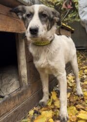 собака бульдок: Собака даром: Алабай, 5 месяцев, Самка, С прививкой — 7