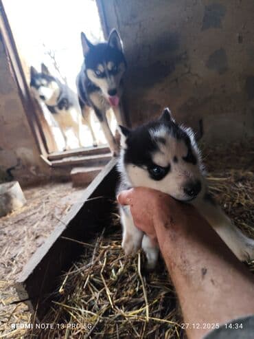 продажа собак бишкек: Продаю щенков сибирской хаски.остался один мальчик, возраст 1 месяц — 1