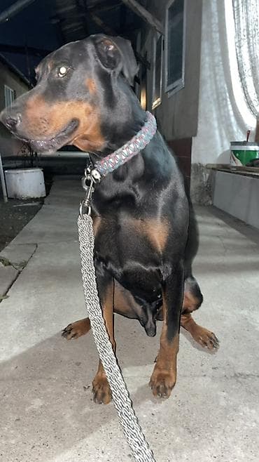 ретривер цена: Доберман, 3 года, Самец — 7