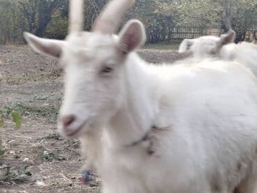 домик для кошки многоуровневый: Продаю | Коза (самка) | Для разведения — 3