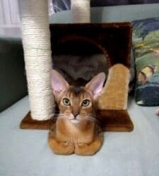 кошка в добрые руки: Абиссинская, 8 месяцев, Девочка, Золотая шиншилла — 2