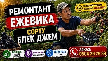 Ремонтантная ежевика сорта Блэк Джем — саженцы в контейнерах