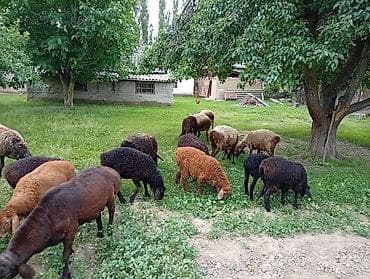 домашний кур: Продаю | Овца (самка) | Для разведения | Матка — 3