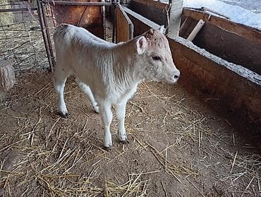 уй сементал: Продаю | Музоо, торпок | На откорм — 2