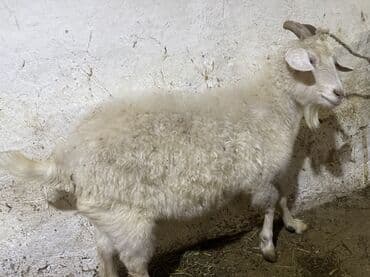 купить инкубационное яйцо породистых кур: Продаю | Коза (самка) | Нубийская, Полукровка | Для молока, Для разведения — 3