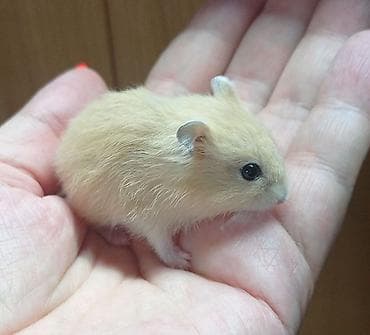 Собаки: Продаются хомячки ручные. В нашем питомнике вы можете приобрести — 9