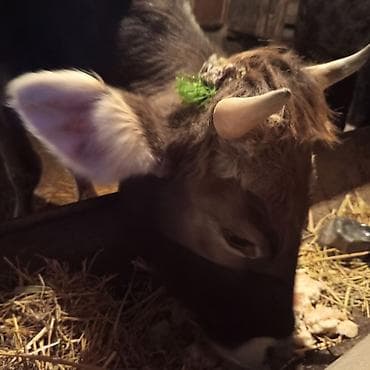 Птицы: Продаю | Музоо, торпок | На забой — 3