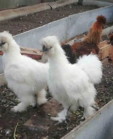 кой кырккан: Сатам | Тооктор, Короздор — 2