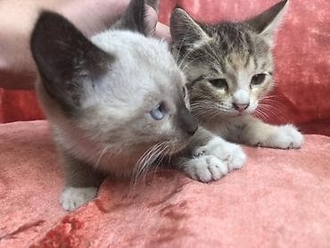 отдам в добрые руки кошку: Котята домашние, окрас: - Котёнок 1: поинтовый (светлая шерсть с — 1