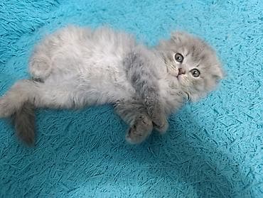 кот ориентал: Шотландские котята, вислоухие (Scottish Fold) - Окрас: серебристый — 4