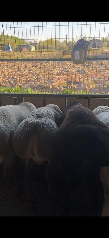 узи аппарат для животных: Продаю | Баран (самец) | Для разведения | Племенные — 6