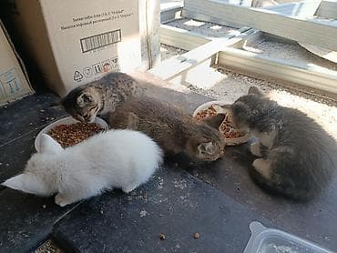 кошка котёнок: Отдам котят даром (возраст 2 месяца), село Байтик есть доставка но — 5