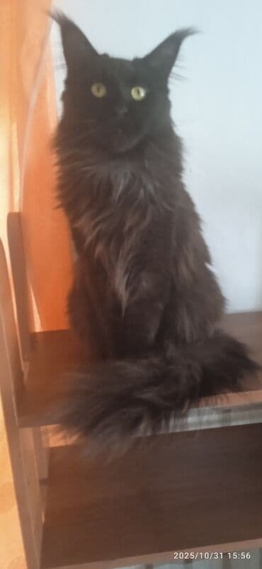 отдам животных в хорошие руки: Мейн-кун, 1 год, Девочка, Черный — 7