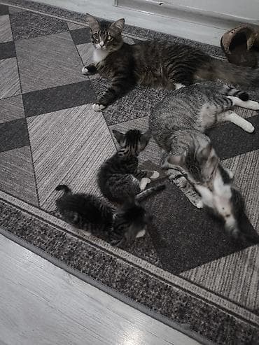 кошка регдолл: Отдам даром хорошие руки — 5
