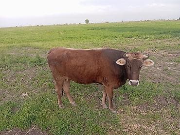 коровы самка: Продаю | Корова (самка) | Швицкая | Для разведения | Привязанные — 4