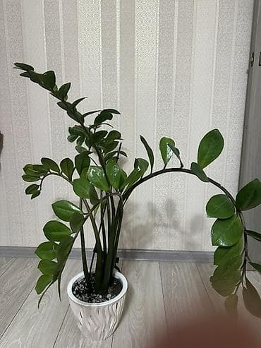 обменяю на: Замиокулькас 1500 сом,либо обмен на другие комнатные растения — 2