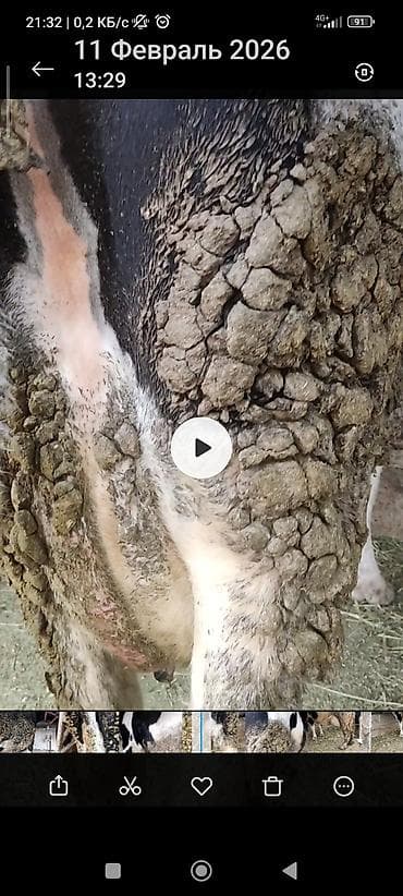 кавказская собака: Продаю | Корова (самка) | Голштин | Для молока | Привязанные — 5