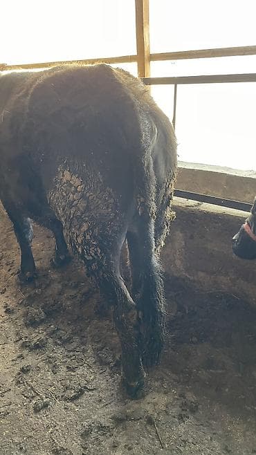 девушки талас: Продаю | Бык (самец) | На откорм, Для разведения — 3
