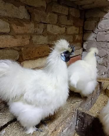 продам индоуток: Продаю | Куры, Петух — 4