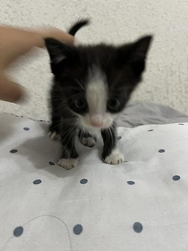 scottish fold: Котёнок черно-белого окраса (тиuxedo), с белой мордочкой, носиком и — 3