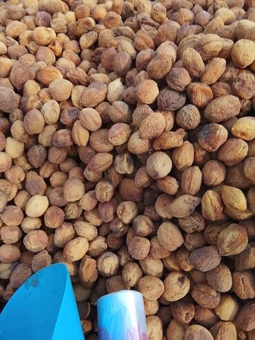 сушилка фруктов: Сушёный урюк (курага с косточкой) - Натуральные половинки абрикоса — 2