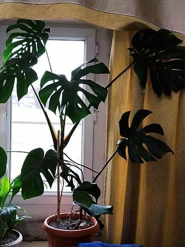 домашнее цветы: Срочно продаю комнатные цветы "МОНСТЕРА". Стильный тропический акцент — 5