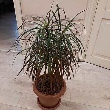 себе: Комнатные растения в декоративных горшках: 1) Шеффлера (Schefflera — 4