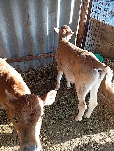 сом рыба: Продаю | Тёлка, Музоо, торпок | На откорм — 5