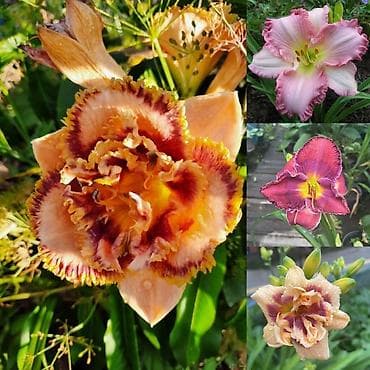 розы рассада: Пеларгонии сортовые — более 200 сортов в наличии - Ассортимент — 3