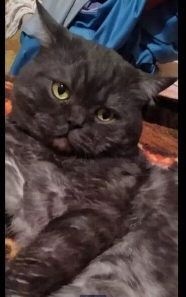 Грызуны: Шотландские вислоухие котята (Scottish Fold) - Окрас: черный — 4