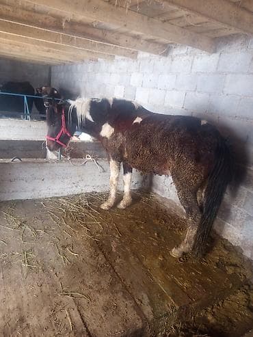 Продаю | Конь (самец) | Рабочий