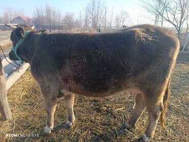 сухое молоко для животных: Продаю | Корова (самка) | Для молока | Привязанные — 10