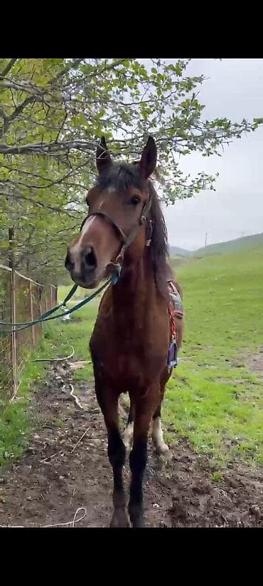 шивис уйлар: Продаю | Жеребец | Рабочий | Мерин — 5