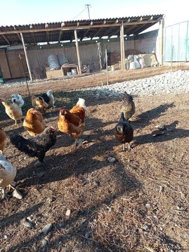 домики для хомяков купить: Продаю | Куры — 10