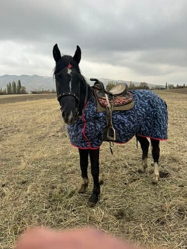 щенок французского бульдога: Продаю | Кобыла (самка) | Рабочий — 3