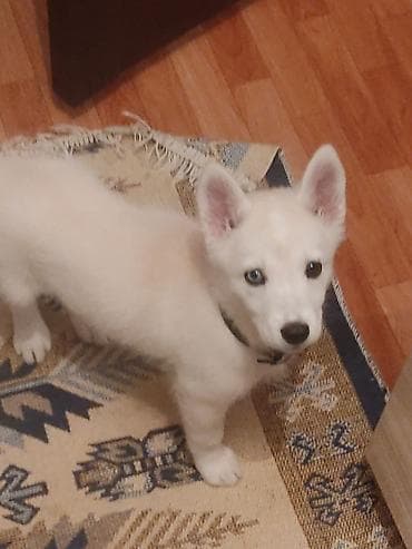 неметский овчарка: Щенок породы лайка/северный тип, светлого (почти белого) окраса — 2